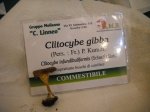 clitocybe gibba